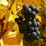Bed & Breakfast Le Gm D'hotes De Charme En Alsace 3*