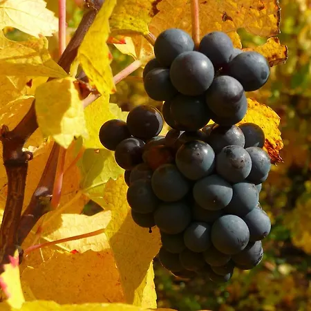 Alojamento de Acomodação e Pequeno-almoço Le Gm D'hôtes De Charme En Alsace 3*